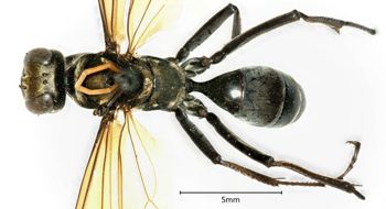 Media type: image;   Entomology 26191 Aspect: habitus dorsal view